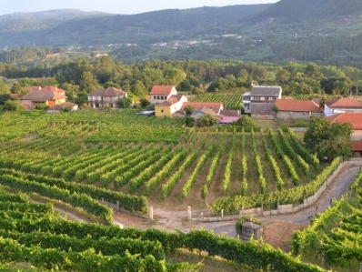 Ourense (Galicia D.O. Ribeiro). Wine and gastronomy.